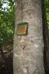 suet feeder
