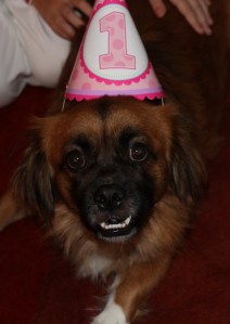 Happy anniversary, Lillie!