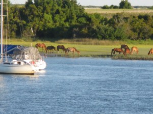 Horses Carrot Island