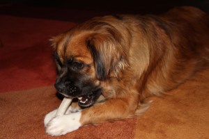 Lillie chewing deer antler