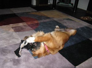 playful pup with her first toy