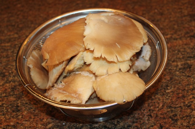 Fresh oyster mushrooms