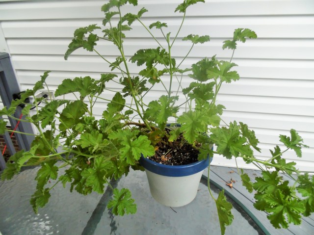Rose geranium plant