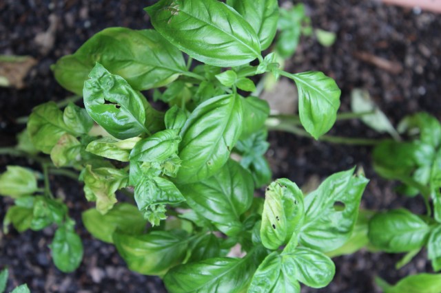 Sweet basil